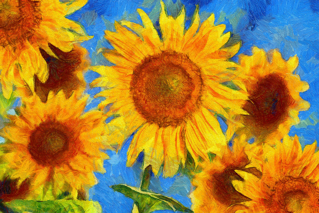 Sunflower Symphony